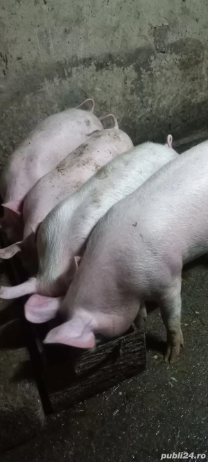  Purcei Rasa Marele Alb x Pietrain 35 - 40 Kg Com Lița o733345270  - imagine 4