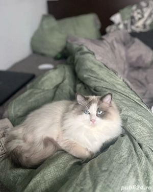 Montaa Motan Ragdoll - imagine 4