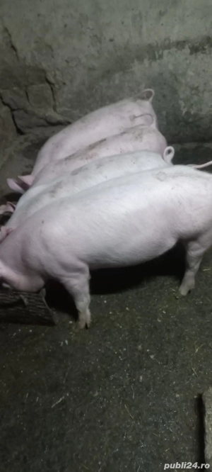  Purcei Marele Alb x Pietrain 3.5 Luni greutate 35 40 kg o733345270