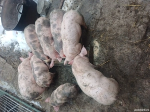 Purceii marele alb cu petrean! - imagine 2