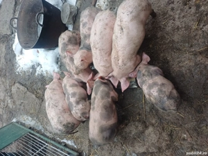 Purceii marele alb cu petrean! - imagine 3