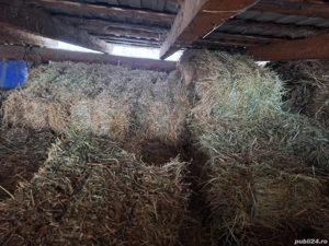 Baloti de lucerna cu fan jumate jumate - imagine 3