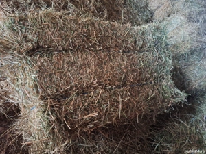 Baloti coasa a 2a calitate 1 fan cu lucerna jumate jumate