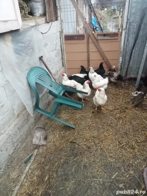 vând sau schimb 10 găini și trei cocoși cu cereale sau purcea  - imagine 3