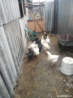 vând sau schimb 10 găini și trei cocoși cu cereale sau purcea  - imagine 4
