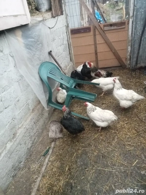 vând sau schimb 10 găini și trei cocoși cu cereale sau purcea  - imagine 5