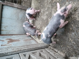 Vând vieruti  - imagine 3