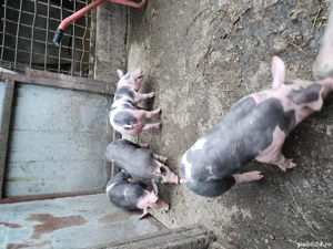 Vând vieruti  - imagine 2