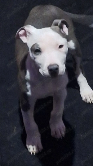 Vând cățel amstaff  - imagine 3