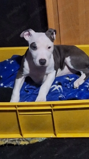 Vând cățel amstaff  - imagine 2