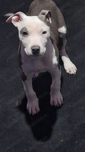 Vând cățel amstaff  - imagine 4