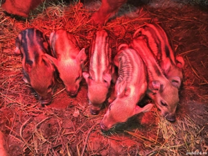 Vând purcei Mangalița - imagine 4