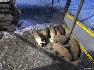 Vând purcei Mangalița - imagine 3