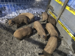 Vând purcei Mangalița - imagine 2