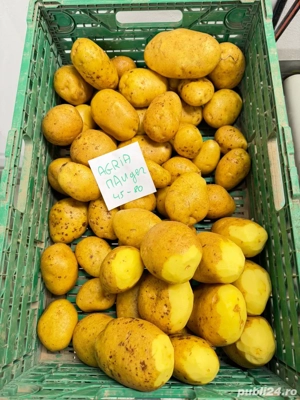Cartofi premium import Franta | Belgia | Olanda si Germania  - imagine 5
