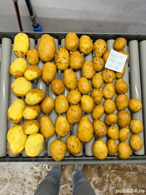 Cartofi premium import Franta | Belgia | Olanda si Germania  - imagine 4