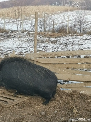 Porc mistreț 200kg+