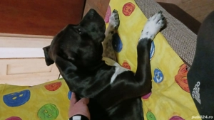 Fetiță Amstaff, super prietenoasă cu oamenii