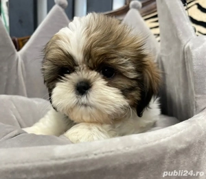 shihtzu doua luni vaccinat