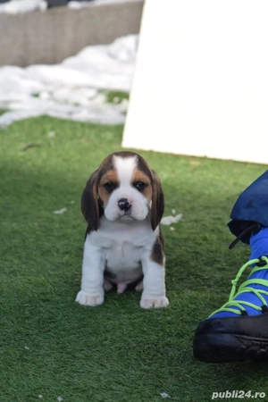 beagle tricolor mascul - imagine 3