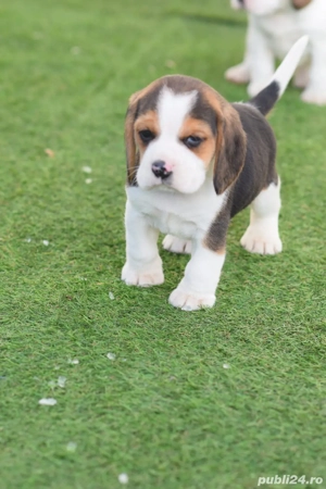 beagle tricolor mascul - imagine 2
