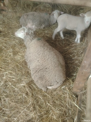 Două oi lacaune și o mieluta de vanzare sau schimb cu vițel 