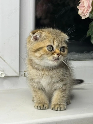 Puiuț Scottis Fold cu Pedigree - imagine 5