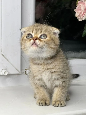 Puiuț Scottis Fold cu Pedigree - imagine 2