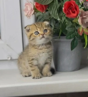 Puiuț Scottis Fold cu Pedigree