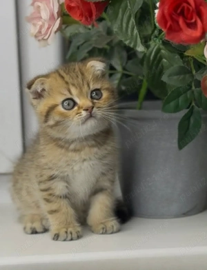 Puiuț Scottis Fold cu Pedigree - imagine 4