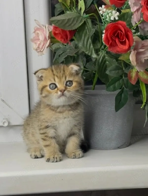 Puiuț Scottis Fold cu Pedigree - imagine 3