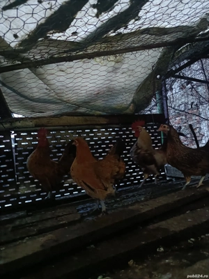 De vânzare găinușe și cocoșei pitici preț 80 perechea  - imagine 2