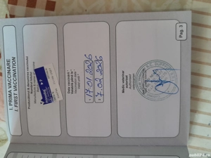 Ciobănesc de Bucovina disponibil  - imagine 4