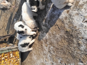 Ciobănesc de Bucovina disponibil  - imagine 3