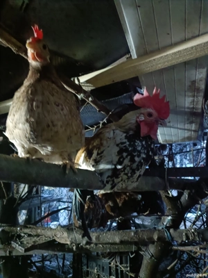 De vânzare găinușe și cocoșei pitici preț 80 perechea  - imagine 5