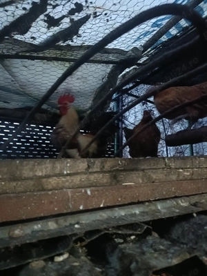 De vânzare găinușe și cocoșei pitici preț 80 perechea  - imagine 3