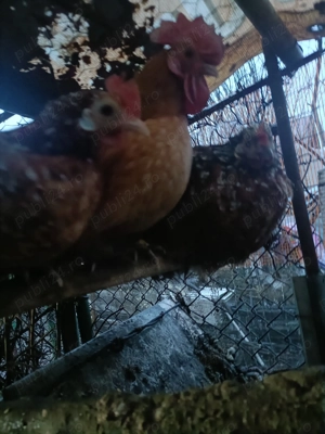 De vânzare găinușe și cocoșei pitici preț 80 perechea  - imagine 4