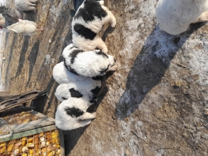 Ciobănesc de Bucovina disponibil  - imagine 2