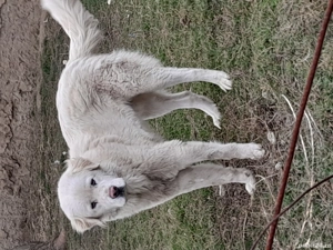 Ciobănesc de Bucovina disponibil  - imagine 5