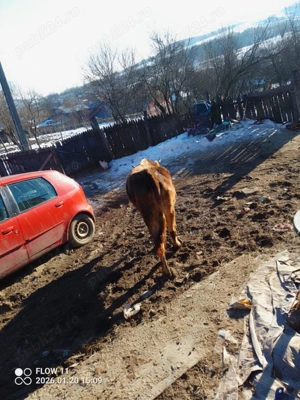 vând sau  dau la schimb cu animale  - imagine 3