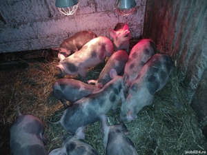 Vând purcei  - imagine 2