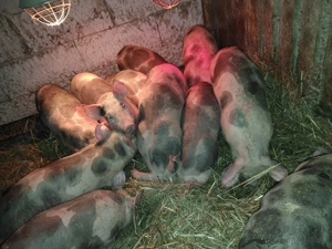 Vând purcei  - imagine 4