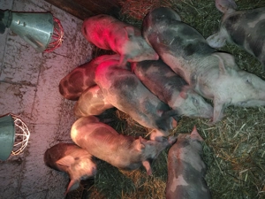 Vând purcei  - imagine 3