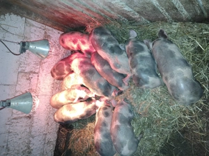 Vând purcei  - imagine 5