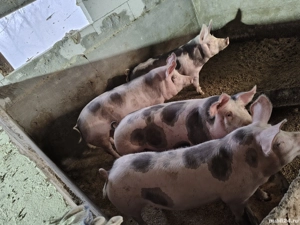 Porci pentru sacrificat  - imagine 2
