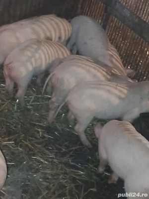 Purcei de vânzare!! - imagine 2