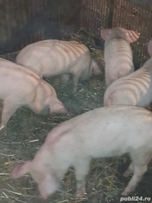 Purcei de vânzare!! - imagine 4