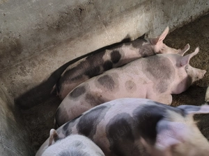 Porci pentru sacrificat  - imagine 5