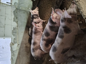 Porci pentru sacrificat  - imagine 3