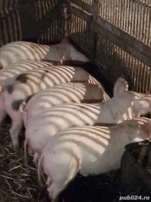 Purcei de vânzare!! - imagine 3